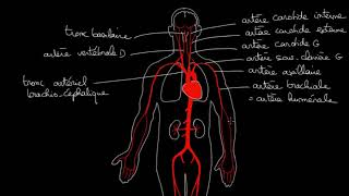 langiologie en générale [upl. by Nurav]