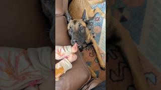 Will Ranger eatbaby toes malinois baby rescuedog [upl. by Mahseh]