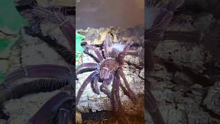 🕸🕷💛💯💛GOLIATH TARANTULA💯THERAPHOSA💯💛 goliathtarantula nature wildlife gigantic [upl. by Waterman684]