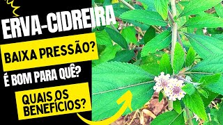 Ervacidreira benefícios é bom para quê baixa a pressão Como plantar [upl. by Roosevelt]