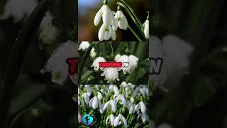 Snowdrops The WinterBlooming Heat Makers facts plants shorts youtubeshorts snowdrop youtube [upl. by Iruyas]