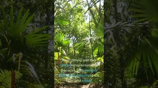 Four Major layer of a rainforest nature rainforest [upl. by Gnourt]