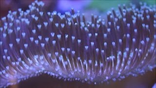 This Week at Elite Reef  lawnmower blenny acanthastrea leather coral chalice anthias [upl. by Malek]