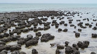 Live samples of stromatolite life forms oldest in the world found in Australia [upl. by Varien]