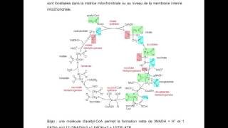 BIOCH  Métabolisme des glucides [upl. by Tristan]