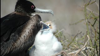 Facts The Magnificent Frigatebird [upl. by Dranyam465]