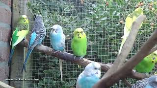 Volièrevogels – Aviarybirds – Budgerigars – Wellensittiche – Parakeet sounds – Parkieten geluiden [upl. by Yartnod]