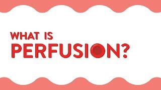 What Is Perfusion [upl. by Attevaj]