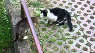 Zwei Kater streiten sich heftig um meine Katze [upl. by Nylhtak27]