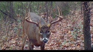 Big Minnesota buck down Bow kill of buck with triple brow tines [upl. by Alket]