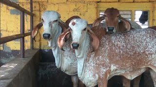 आदरणीय हरिकेश सिंह जी अमेठी उत्तरप्रदेश की अदभुत गौसेवा। Best Gir cow farm in Amethi Uttar pradesh [upl. by Atiuqiram]