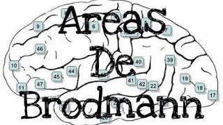 Areas de Brodmann [upl. by Aryad468]