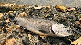 Casting Spinners Spoons and Twitching Jigs for River COHO Salmon [upl. by Wilhide]