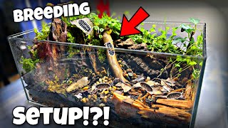 Breeding Isopods in DIY Terrarium Profit [upl. by Nue]