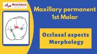 Maxillary permanent 1st Molar l Occlusal aspects l Tooth Morphology l Mediklaas [upl. by Ademordna]