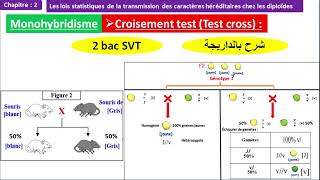 Monohybridisme test cross croisement test 2 bac svt option français شرح بالداريجة [upl. by Rutra822]