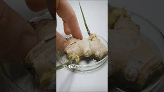 Ginger Root timelapse [upl. by Mori]