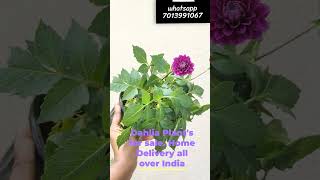 Dahlia Plants for sale  Beauty and Greens  Online plants Nursery  Home Delivery flowers garden [upl. by Neehsas283]