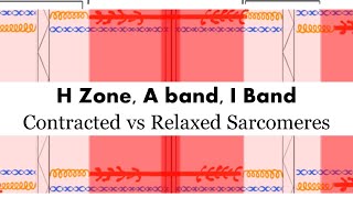 Contracted vs Relaxed Sarcomere H zone A Band I Band [upl. by Jake]