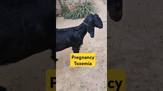 Pregnancy toxemia  Anorexia  bloat  Anaemia  improperly gait in goat [upl. by Sivra]