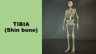 Tibia Shin bone Prof Dr Md Ashfaqur Rahman [upl. by Krusche275]