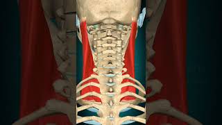 Sternocleidomastoid  ActionThyroid cartilage DepressionHead Flexion Vertebral column Flexion [upl. by Eloisa]