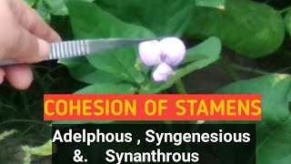 CohesionFusion of stamens Adelphous Syngenesious and synanthrous monadelphousdiadelphous [upl. by Ahsika]