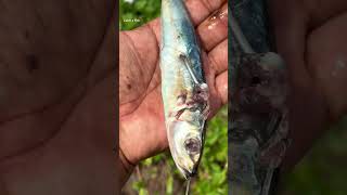 ഇതാണ് അതിന്റെ രീതി keralafishing shorts [upl. by Hall]