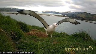 Watch Endangered young albatross takes to the skies for the first time [upl. by Eineg]