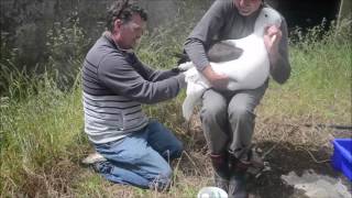 Banding a first time returning Royal Albatross at the Royal Albatross colony Dunedin New Zealand [upl. by Mccowyn26]