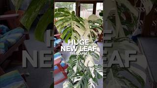 Monstera Albo Timelapse houseplants [upl. by Esdnyl]