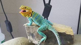 Colorful Collared Lizards in New Places [upl. by Lebiralc150]