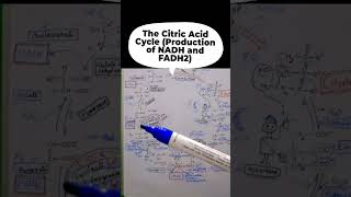 The Citric Acid Cycle [upl. by Eugirne]