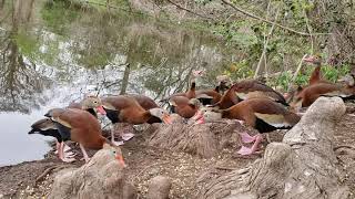 Black Bellied Whistling Ducks Fighting [upl. by Ayel]