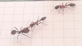 Epic Ant Battles 12 5x5 Tetraponera rufonigra Thailand vs Messor barbarus Spain [upl. by Coppola]