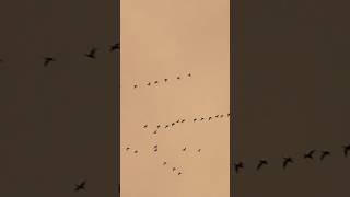 Pink footed geese evening flight [upl. by Lockhart30]