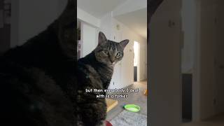 Kitty is not a forker cattitude funny cat catlover funnypet [upl. by Anwadal]