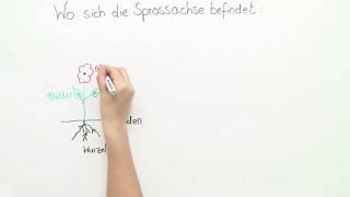 SPROSSACHSE  BAU UND FUNKTION  BASISWISSEN  Biologie [upl. by Paul751]