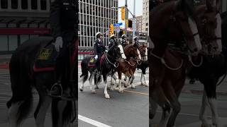 2024 Remembrance Day in Toronto [upl. by Salomon]