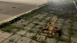 Brutal Accident  hitamprun  dog Paralysed rescuestraydogs help doglover petanimals [upl. by Macguiness]