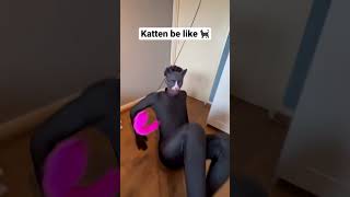 Katten zijn echt zo 😂 katten [upl. by Carina]