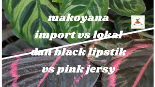 Perbedaan calathea makoyana impor vs lokal dan calathea black lipstik vs pink jersy [upl. by Dixil]