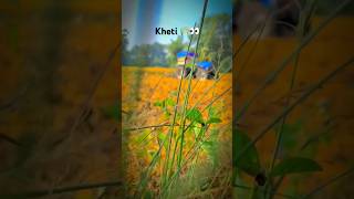 Kheti 🧑‍🌾 badi trending shortsfeed shorts love tendingshorts viralshort [upl. by Belldame143]