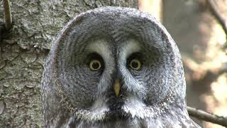 LAPPUGGLA Great Grey Owl Strix nebulosa Klipp  3433 [upl. by Orazio]