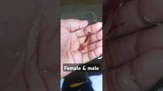 Female amp male for rosetail betta fish ❤️❤️ bettafish shortvideo [upl. by Ray194]