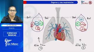 RESIDENTADO QxMedic 2025 Neumología Ciencias básicas AnatomíaEmbriología FarmacoFisiología [upl. by Laaspere]