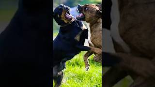 Village Dog Fight shorts dogfights doglover pets [upl. by Llorrad664]