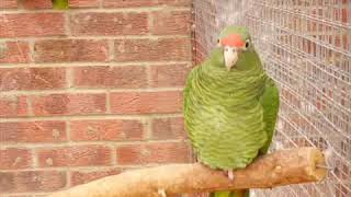 THE FASHIONABLE PARROTS of WINGHAM WILDLIFE PARK [upl. by Viviene303]