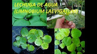 Hablemos sobre la limnobium laevigatum Lechuga de agua [upl. by Nnayllehs]