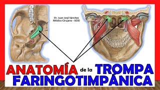 Disfunción tubárica por Dr Germán Conte vc [upl. by Prunella419]